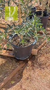 🌳 Plant Your Own Tree and Save! 🌳 Our #15Gallon trees are the perfect DIY size — big enough to make an impact, but small enough to plant yourself! 🪴 Just $139.95 for Civano-grown quality 🌿 🚜 Need a hand? Installation is available for only $125 ✅ Pricing valid on Civano-grown trees only Come find the perfect tree for your yard — and enjoy the satisfaction of planting it yourself! 📍 Available now at Civano Nursery #CivanoGrown #DIYTree #TucsonGardening #PlantItYourself #TreesMakeLifeBetter #