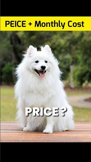 Indian Spitz Price And Monthly Cost In India #shorts #indianspitz #dog