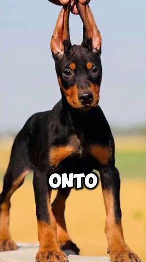 Doberman Puppy vs Adult Doberman – Instincts You Can’t Ignore