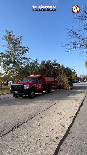 2.9K views · 64 reactions | The tree is up at North School Park for...