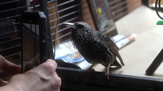 Yes, you can store data on a bird — enthusiast converts PNG to bird-shaped waveform, teaches young starling to recall file at up to 2MB/s