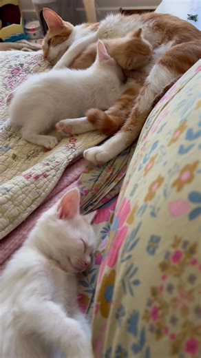 4.8K views · 192 reactions | I love watching a kitten nursing, the gentle kneading. Getting to witness such gentle moments is one of the joys of fostering. | Sophia L’Orange Kitten Rescue | Facebook