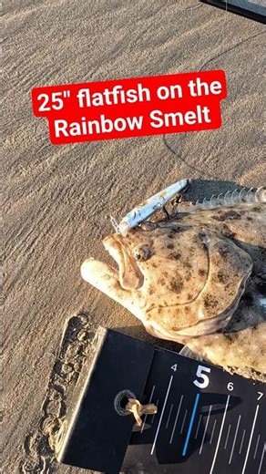 25" HALIBUT on the LIVE TARGET Rainbow Smelt