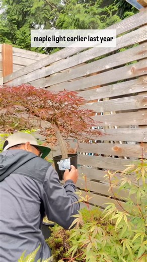 Anthony Fajarillo on Instagram: "Here’s an update of the red lace leaf maple I started as an air layer May 26th 2024. I transitioned the air layer into a nursery pot late summer last year with potting soil to continue to expand and harden the roots. Today is the first time I’m checking the roots and is doing quite well. I will continue to keep the roots in this pot and wait to remove the air layer probably spring next year. This takes patience but I’m in no hurry. Just enjoying the process. #map