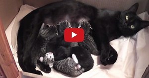 Conversation entre une maman chat et ses bébés : plus de 3 millions de personnes sont attendries (Vidéo)