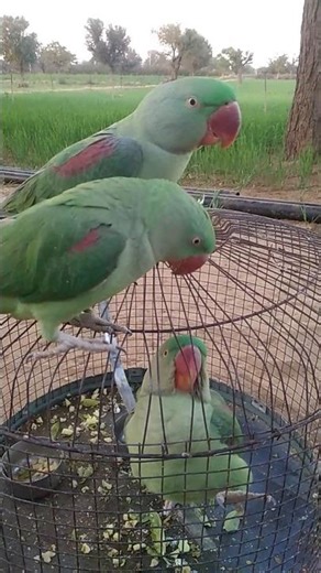 cute parrot compilation 🦜❤️ cute parrot fantastic #parrot #talkingparot #funny #birds #viral #shorts