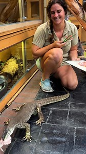 73K views · 950 reactions | Monitor Lizard Climbs Walls like Spiderman Part 4 | The Reptile Zoo | Facebook