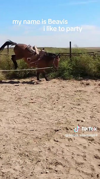 Understanding Bucking Horses and Ranch Horses