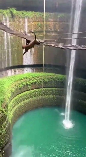 SMOOTH OPERATOR! Mandrill’s Flashy Footwork Leaves Leopard Falling Off the Bridge