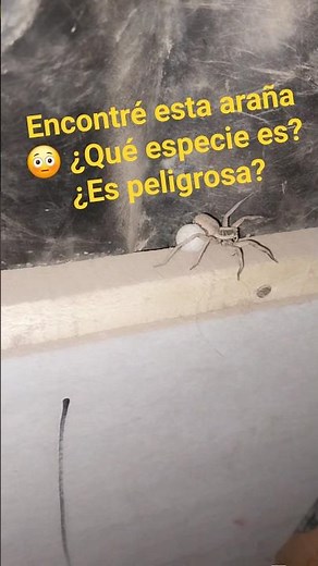 I found this spider 😳 What species is it? Is it dangerous?