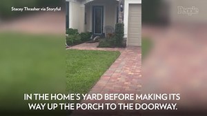 Alligator Caught on Camera Making ‘Himself at Home’ at Florida Residence: See the Video