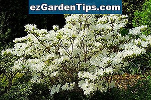 Características del gran rododendro 🌱 Tips Jardineros - Es.ezGardenTips.com