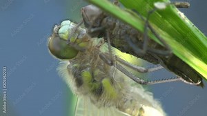 Birth dragonfly. An adult dragonfly has just emerged from its larval skin and is waiting for the wings to expand and dry. Macro insect Two stage insect. Close-up