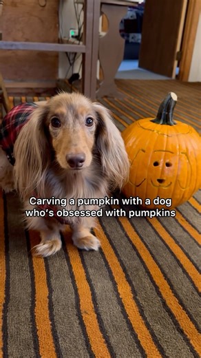 Is anyone else’s dog this obsessed with pumpkins?? We carved another last night, I’ll share that video soon!🤗 #pumpkin #pumpkincarving #jackolantern #dachshund #dogsofinstagram #funnydogs | Roswell Weenie