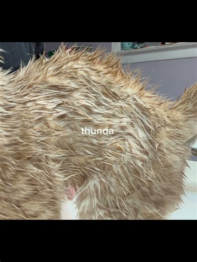 katsuki bakugo as a cat right here