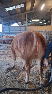 "There is quiet, then there's quiet," a true example of a South Devon heifer. Not many fat stock animals you can prep unhaltered in an open shed! Thank you to Osmonds Mole Valley Farmers - Agri & Showtime Supplies Ltd for keeping her in tip top condition going into the winter shows. #trevowahsouthdevons #southdevons #heifers #fatstock #primestock #farmlife #farmingphotographydaily #cornwall #kernow #video #cattle #dayinmylife #farming #farmlife | Trevowah Herd- Pedigree South Devon Cattle