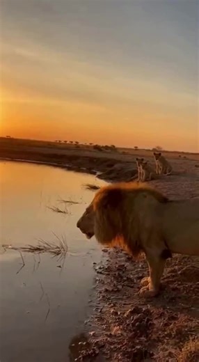 Incredible AI Video Showcasing Wildlife and Pets