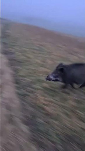 Wild Boar SPRINTING Like There’s No Tomorrow! �💨