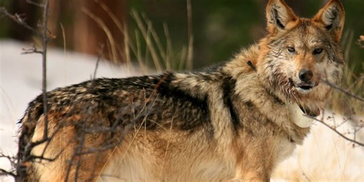 Survey: More endangered Mexican gray wolves roaming Arizona, New Mexico