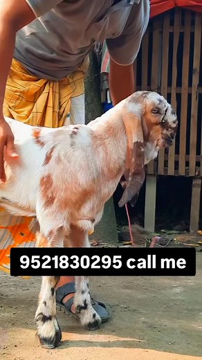 Najim Khan on Instagram: "Call me.9636067785 किसी भी भाई को farming के लिए क्वालिटी वाले बकरे चाहिए तो कॉन्टेक्ट करे 📲 *हमारे पास सभी प्रकार के नस्ल के बच्चे अवेलेबल हैं 🐐🐐* *सिरोही__गुजरी__अजमेरी_🔥* *सोजत__कोटा__करौली__🔥* *बरबरी__तोतापुरी __बिट्टल_ *ऑल इंडिया ट्रांसपोर्ट की सुविधा उपलब्ध हैं 🚛🚛🚛* *कम से कम 5/10/15/ 20/50/100plus पीस for sale [ No time pass ]* *Note ➡️👀÷ farming के बकरे खरीदते टाइम सस्ती रेट में आकर अपने लाखो पैसे ना डुबाए please"