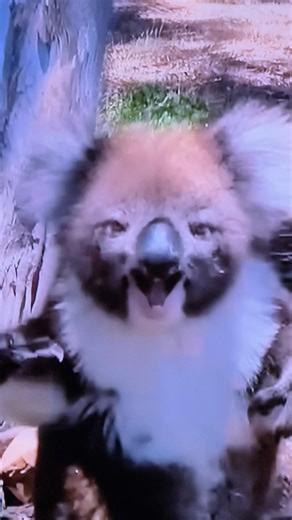 Unhappy Koalas fighting. #shorts