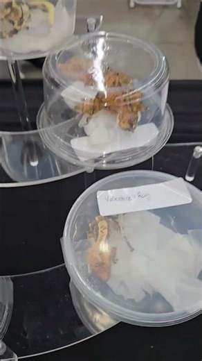 High-End Geckos at the San Bernardino Reptile Show 🦎 "Gecos de Lujo"