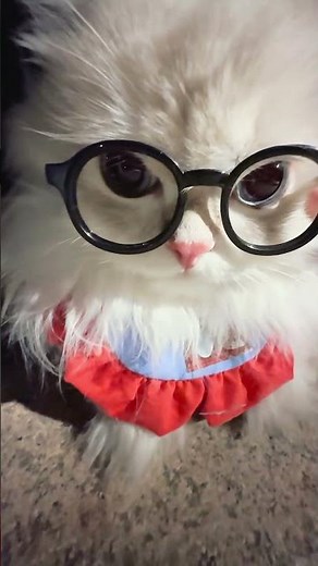 Cutest Ragdoll Kitten Night Walk Ever #CuteCat #CatShorts