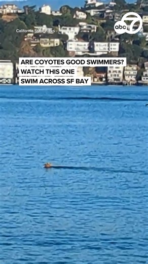 92K views · 834 reactions | Bay Area officials captured a video of a coyote swimming in Raccoon Strait adjacent to Angel Island, close to the Bay Area town of Tiburon. Scientists believe that the first coyote reached the island in 2017 by swimming. Before then, there’s no record of coyotes having ever lived there. | ABC7 News | Facebook
