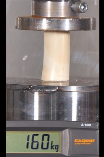 Bone Crushing Test Under Hydraulic Press