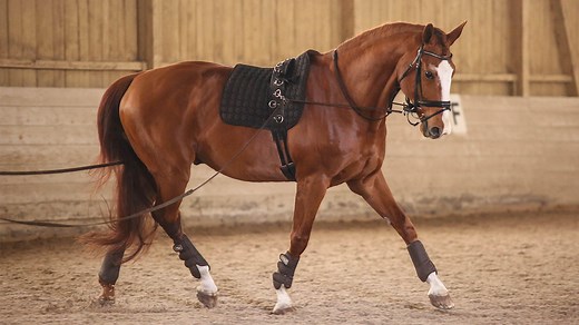 Horse lunging equipment all horse owners need | Horse & Hound