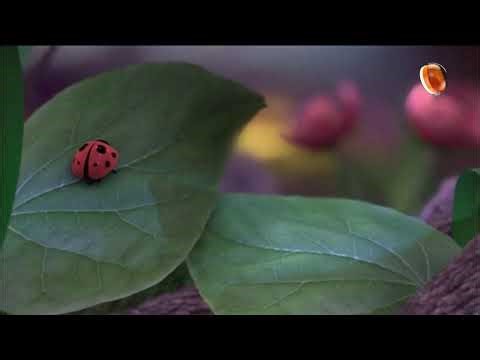 Huda TV Live streaming on Youtube Ramadan 1447 Hijri