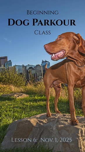 Beginning Dog Parkour Class | Canine Connection LLC