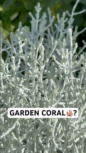 This Plant Looks Like Coral But Grows in Your Garden!