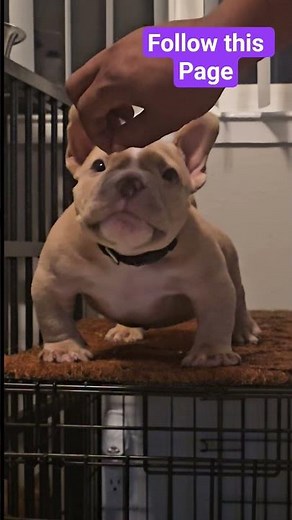 getting Waffles ready to be able to show himb