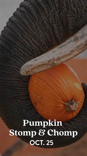 Talk about a smashing good time! Our elephants will be digging into a 2,460-pound pumpkin masterpiece carved by Ice Creations during today’s Pumpkin Stomp & Chomp! 🎃🐘 Plan your Harvest Fest visit this weekend at https://www.toledozoo.org/harvest-fest | The Toledo Zoo