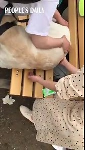 An overweight labrador got stuck between the bench in a park. After a joint effort by several passers-by, the poor dog was rescued. Maybe it's time to try dieting. 🐕 | People's Daily, China