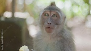 Baby monkey looking into the camera memorized by the camera