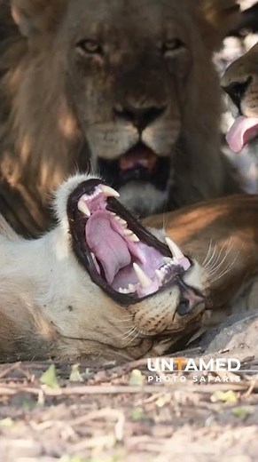 African Lion Encounters, Serengeti National Park - Untamed Photo Safaris