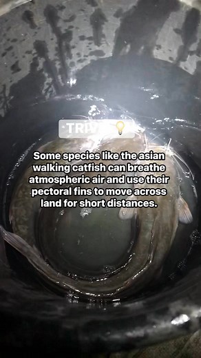 1.4K views | Something Fishy on Reels | Facebook