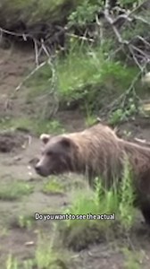 Watch a bald eagle fearlessly dive bomb a massive grizzly bear