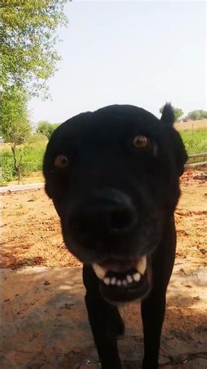 Tu hai 😍🥰#shorts #viral #dog #doglove #youtubeshorts #youtube #trending #reels #2026