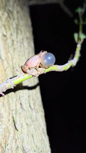 Spring peeper calling #frogs #amphibia #spring