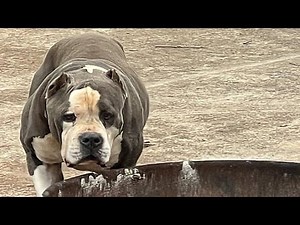 I took home terrified shelter dog. Here's what happened.