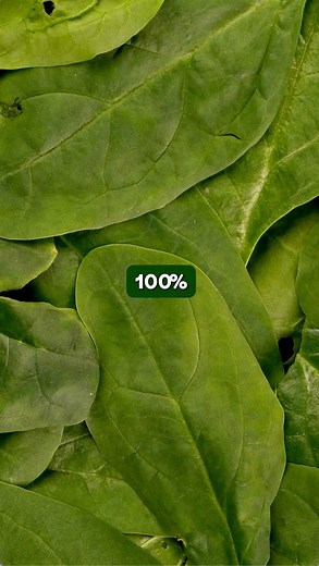 Rethink what greens can do for you. Daily Elements is made of 100% raw vegetable greens, selected for nutrient density. No algae, no mushrooms, no mystery superfoods. Forget the handfuls of supplements and artificial greens powders– think whole food instead. Get a pure serving of clean veggies with a concentrated nutritional punch full of antioxidants and essential vitamins. 🥦Made of micro broccoli, kale, red cabbage and peas. That’s it. 🌱Seedling stage vegetables contain up to 40x more nutrie