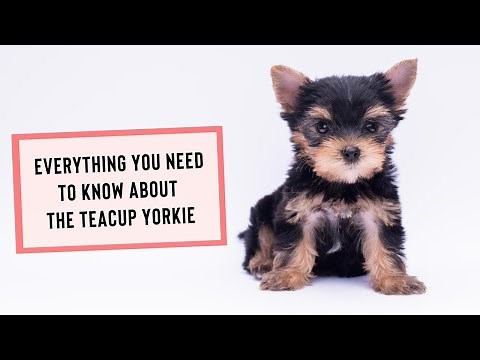 Everything You Need to Know About the Teacup Yorkie
