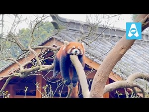 Red Panda Sleeping on a Tree | Cute Relaxing Moment