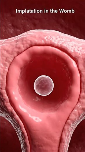 Implantation of Baby in the mother womb #pregnancyjourney #pregnancy