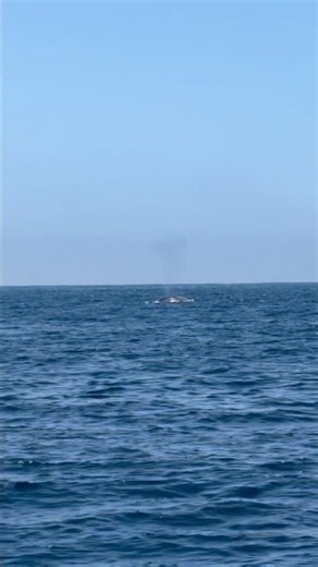 🚨🐋 BLUE WHALE ALERT! 🐋🚨Today was one for the books… bucket list? 🙌