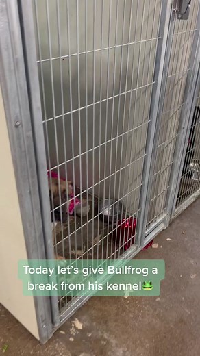 Are you my new family?! ❣️ #adoptdontshop #shelterdogs #amstaff #pitbull #rescue #animalrescue #getunleashed #UPR #kc #adoptme #adopt