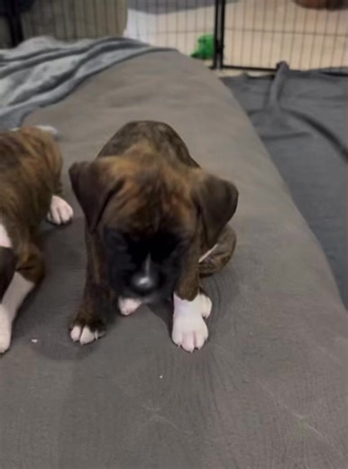 Smart, sociable, and stunning-Boxers are easy to train and love being part of your everyday life.Boxer puppies are perfect | Boxer puppies home